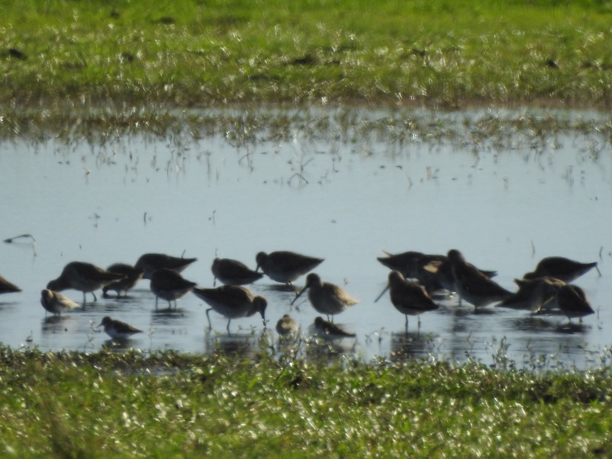 Long-billed Dowitcher - ML506152551