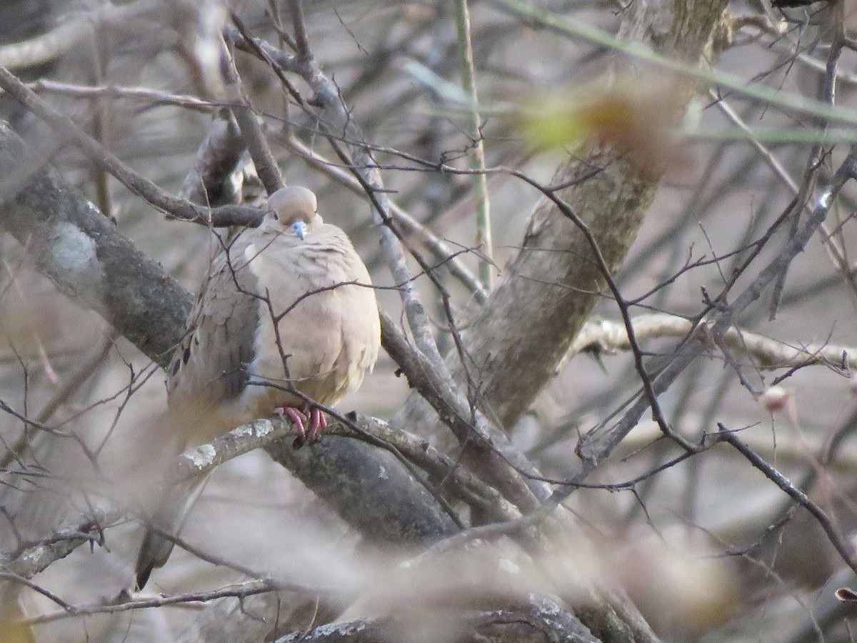 Mourning Dove - Monica Hoel