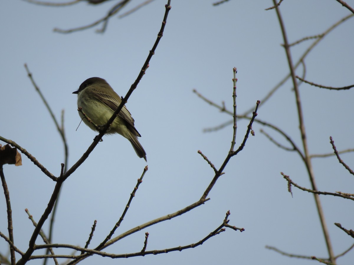 Eastern Phoebe - Monica Hoel