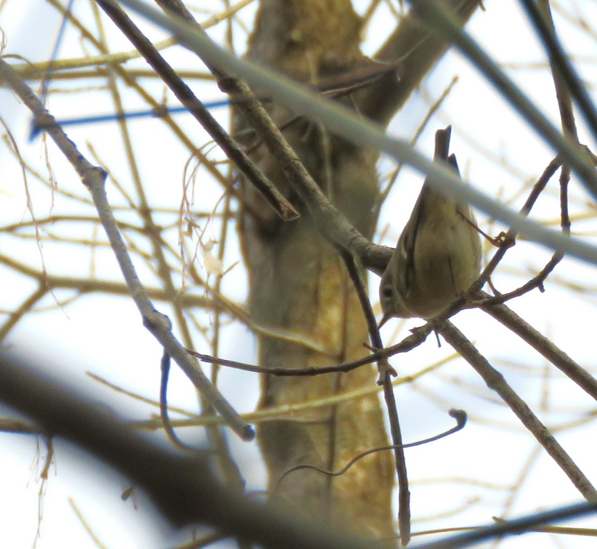 Ruby-crowned Kinglet - Monica Hoel