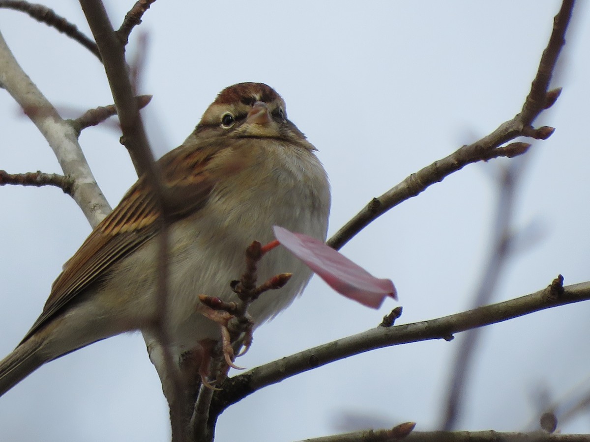 Chipping Sparrow - Monica Hoel