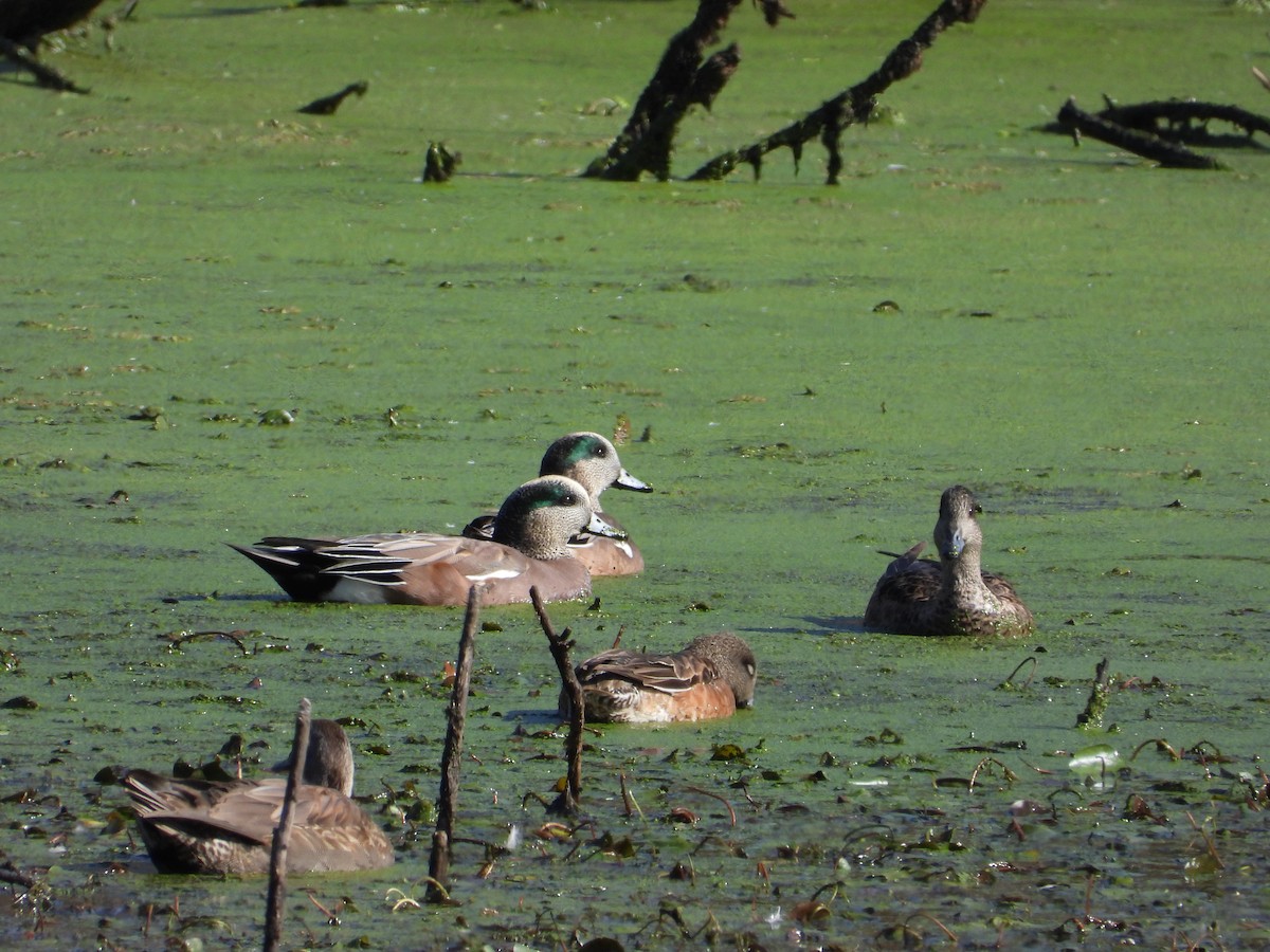 American Wigeon - Steven Miller