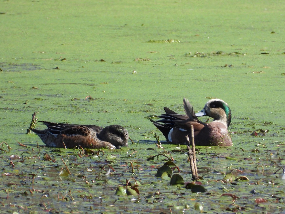 American Wigeon - ML506153941