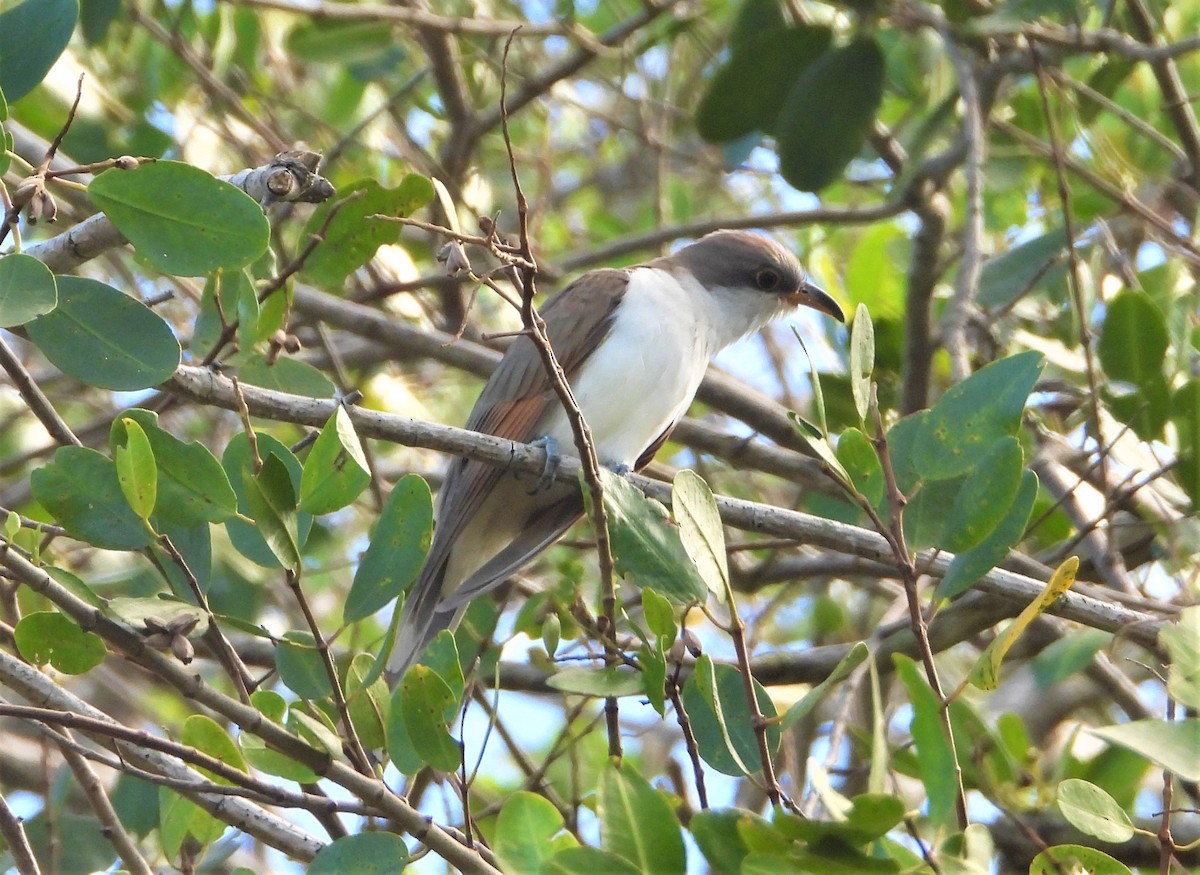 Mangrove Cuckoo - ML506153951