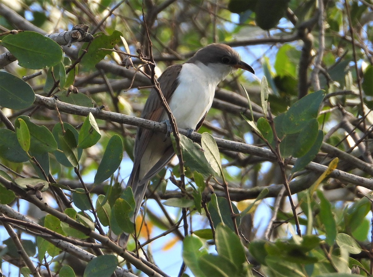 Mangrove Cuckoo - ML506153971