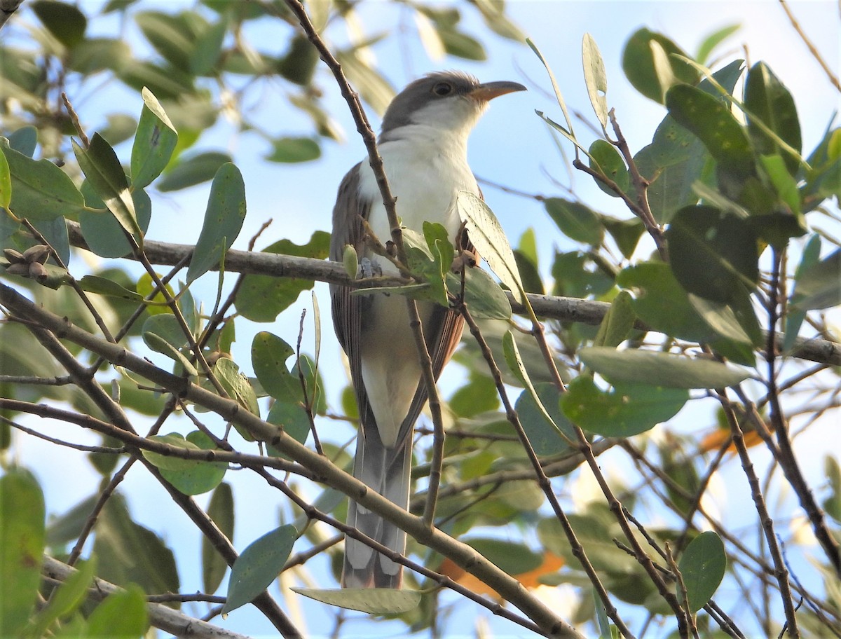 Mangrove Cuckoo - ML506154001