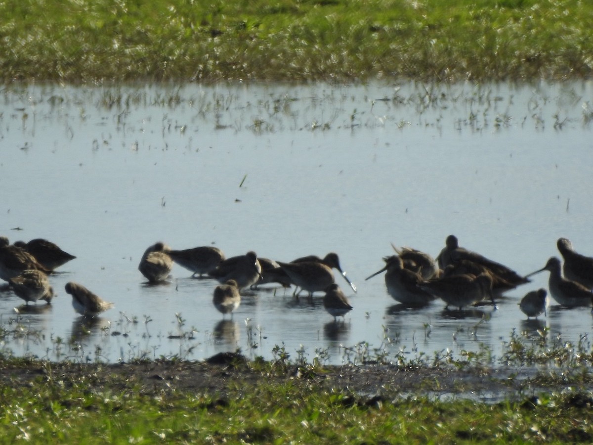 Long-billed Dowitcher - ML506154331