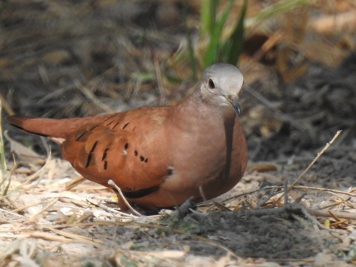 Ruddy Ground Dove - ML506154761