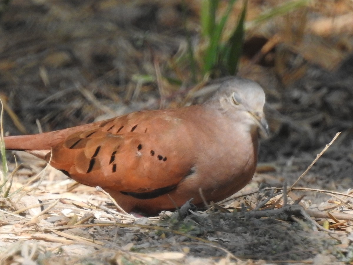 Ruddy Ground Dove - Deena Oungst