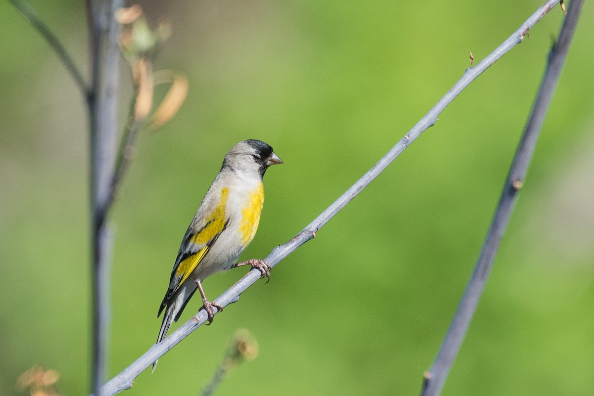 Lawrence's Goldfinch - ML50615541