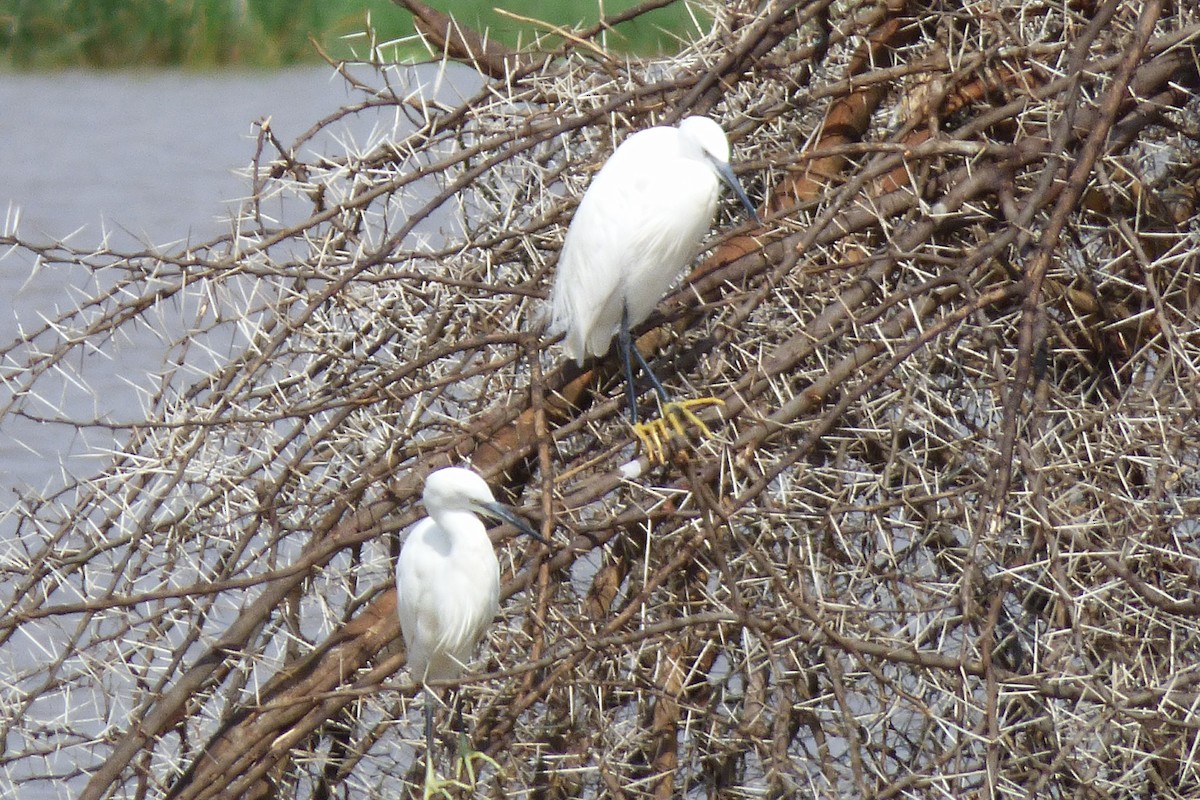 Little Egret - ML50615591