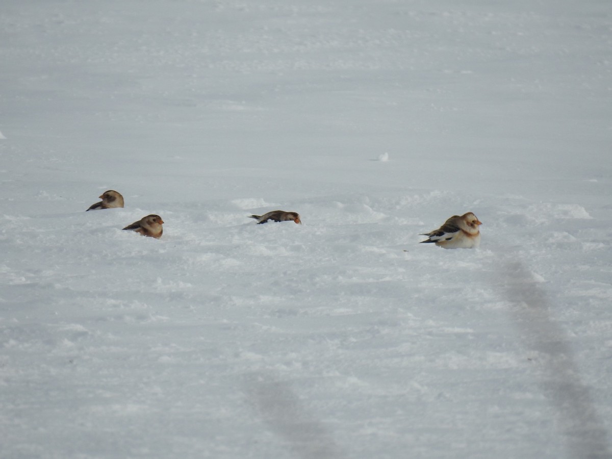 Snow Bunting - Peter Baker