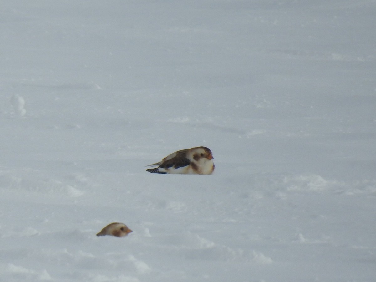 Snow Bunting - ML506156461