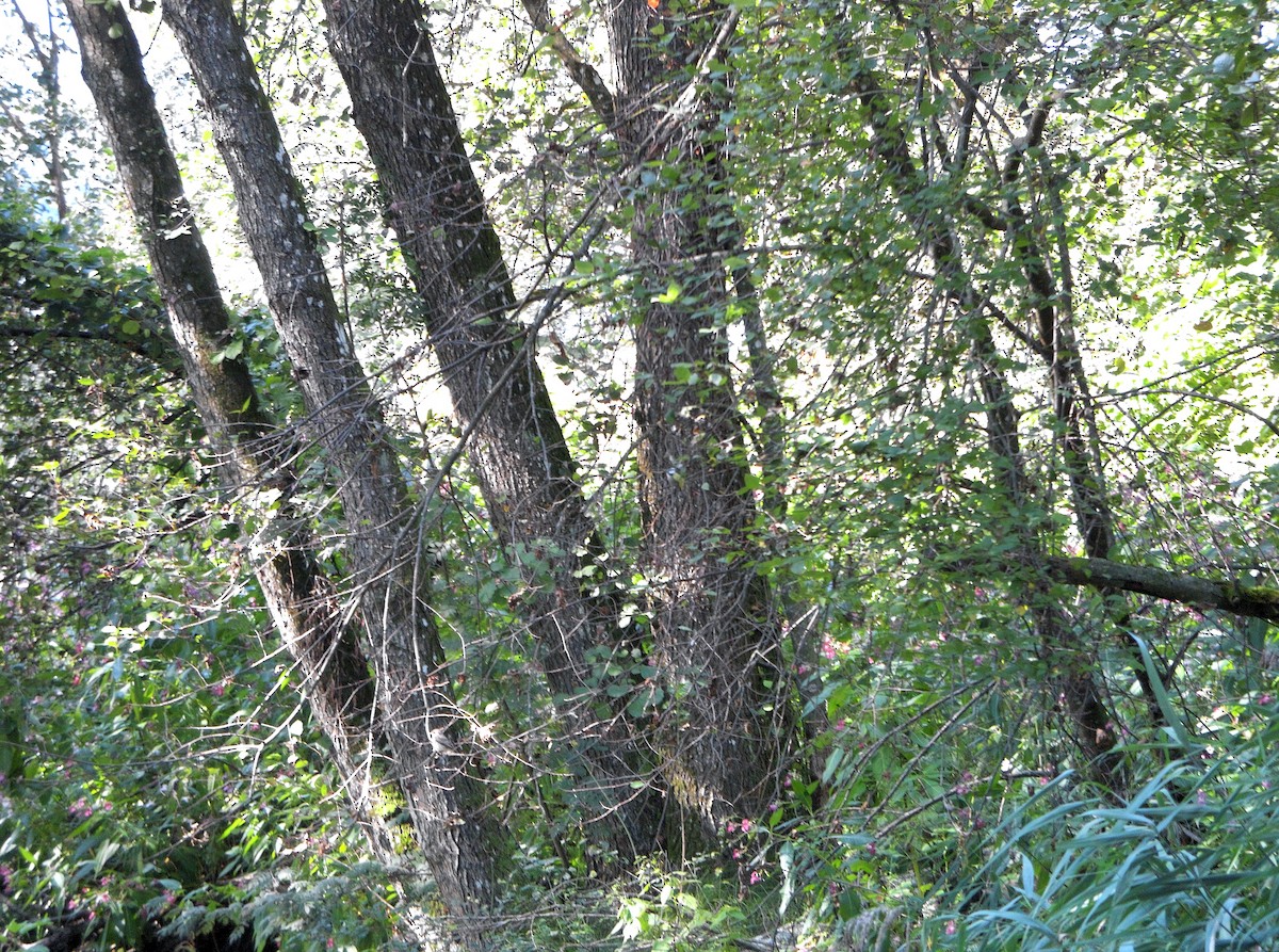 Eurasian Blue Tit - ML506156731