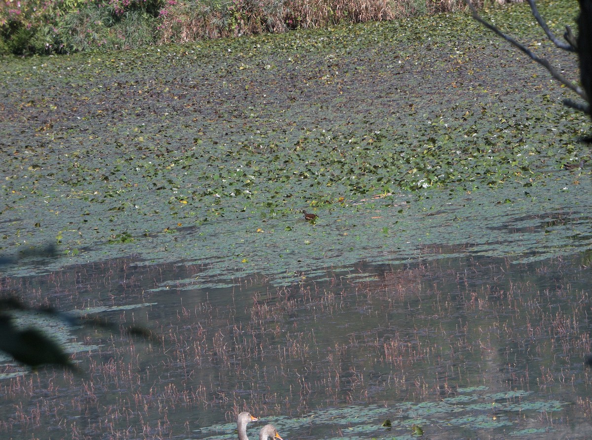 Eurasian Moorhen - ML506156801