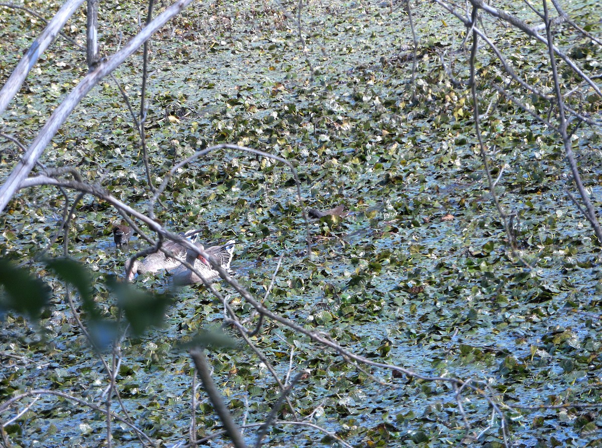 Eurasian Moorhen - ML506156821