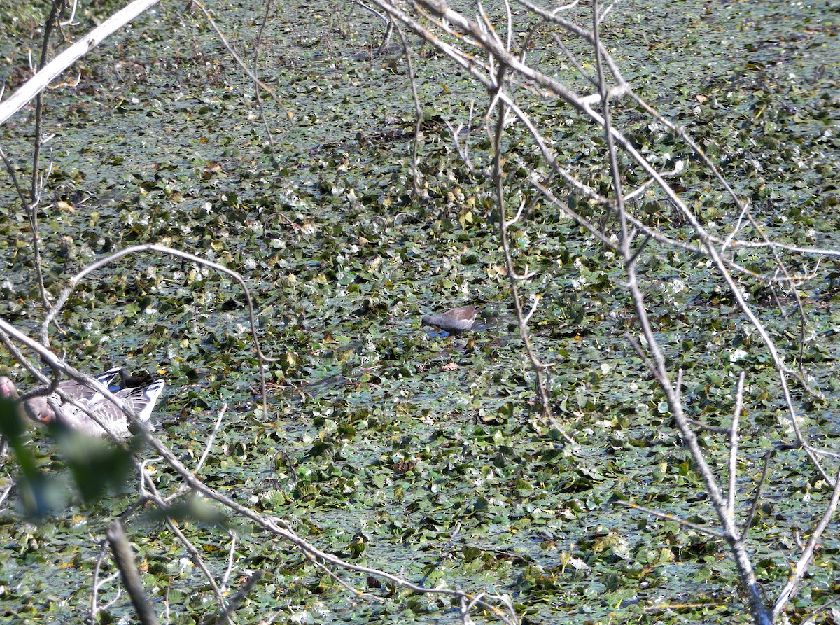 Eurasian Moorhen - ML506156831