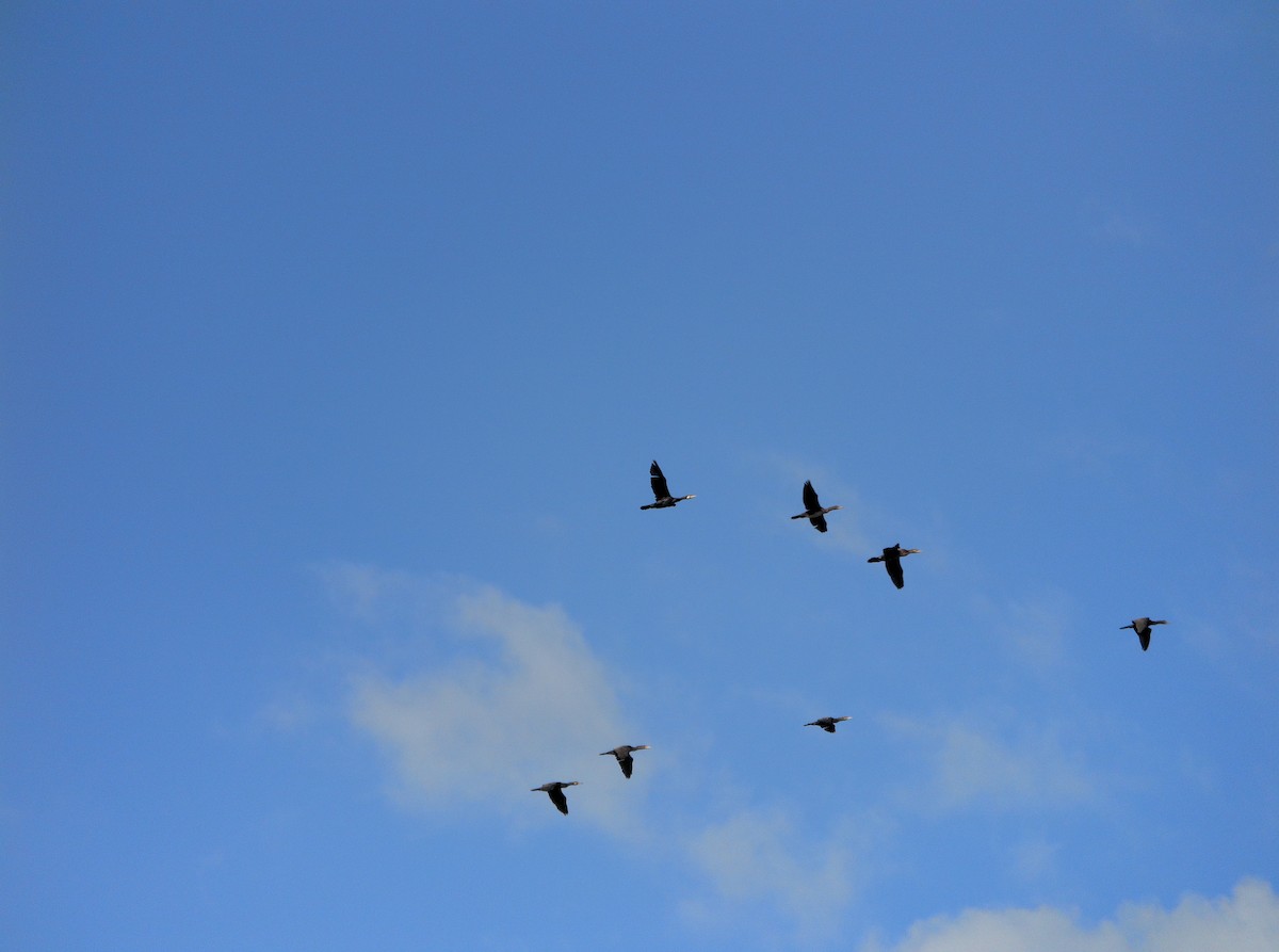 Great Cormorant - ML506156921