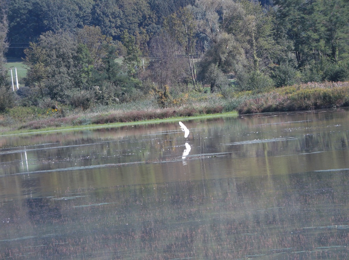 Great Egret - ML506157151