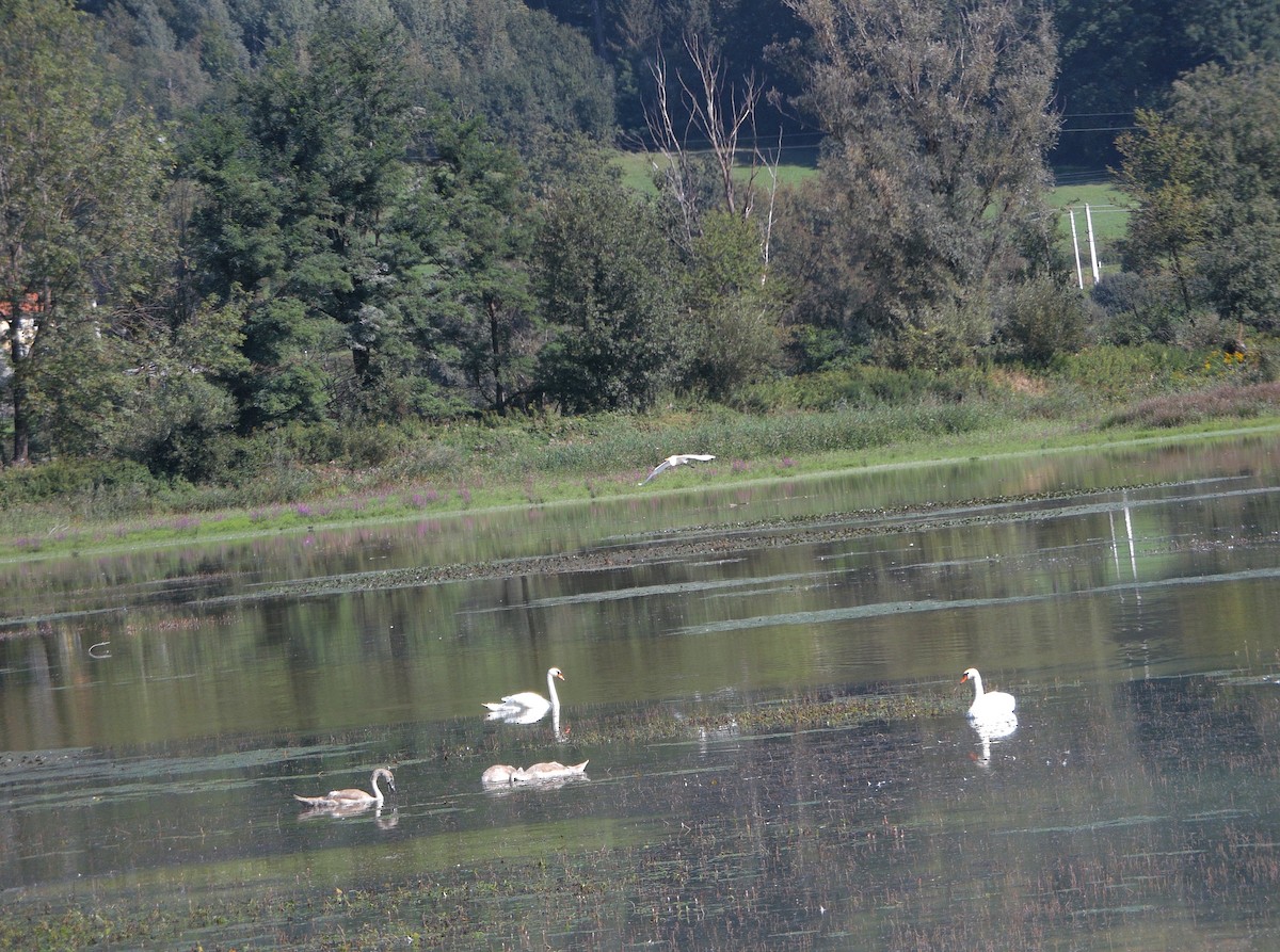 Mute Swan - ML506157171