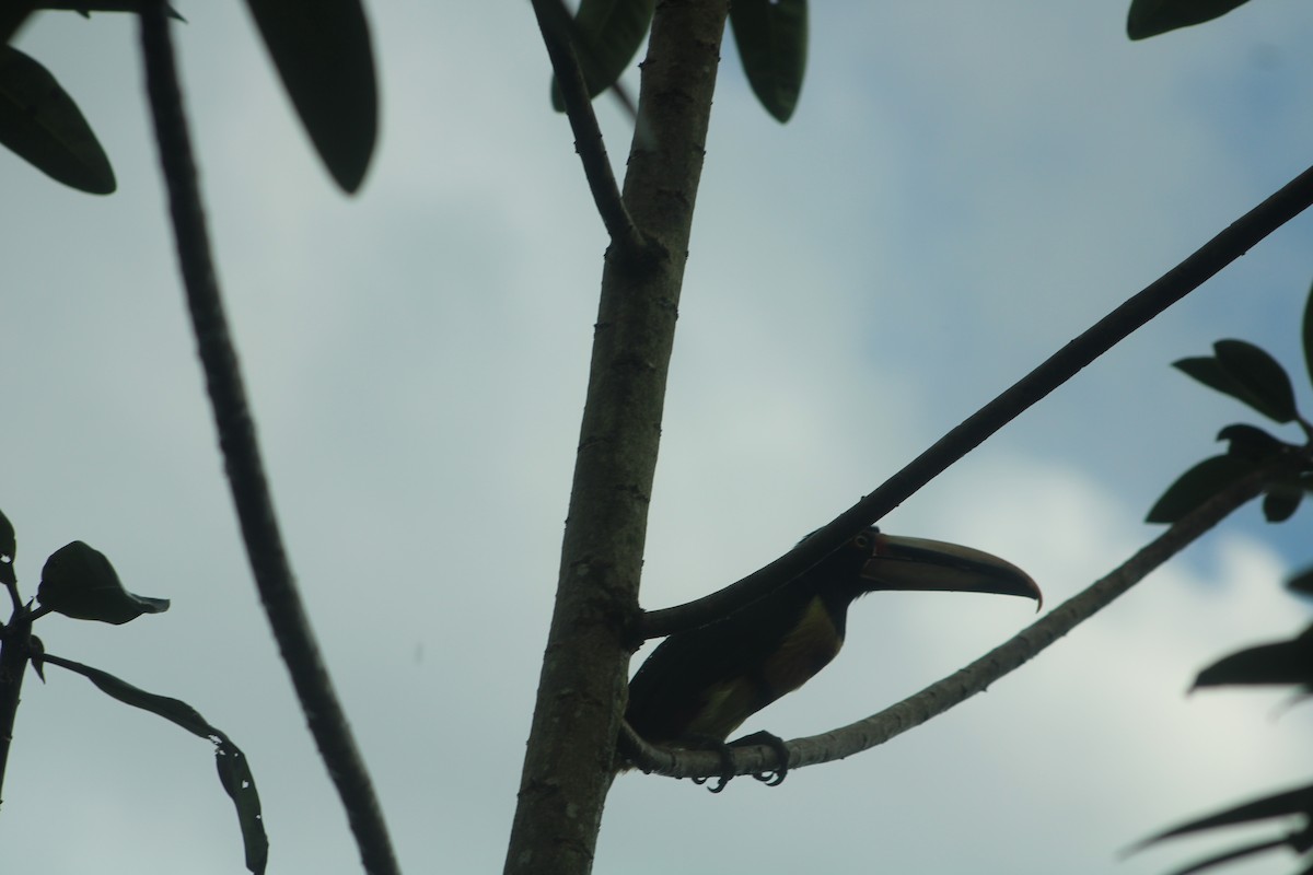 Collared Aracari (Pale-mandibled) - ML506157371