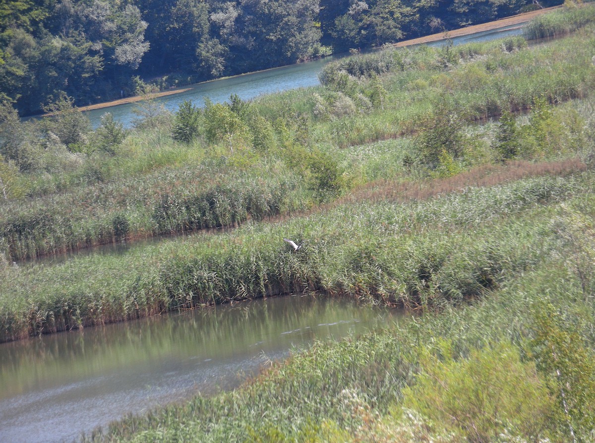 Gray Heron - ML506157391