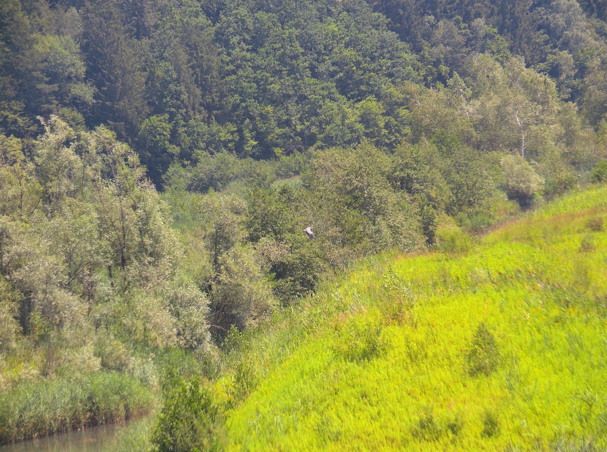 Gray Heron - ML506157401