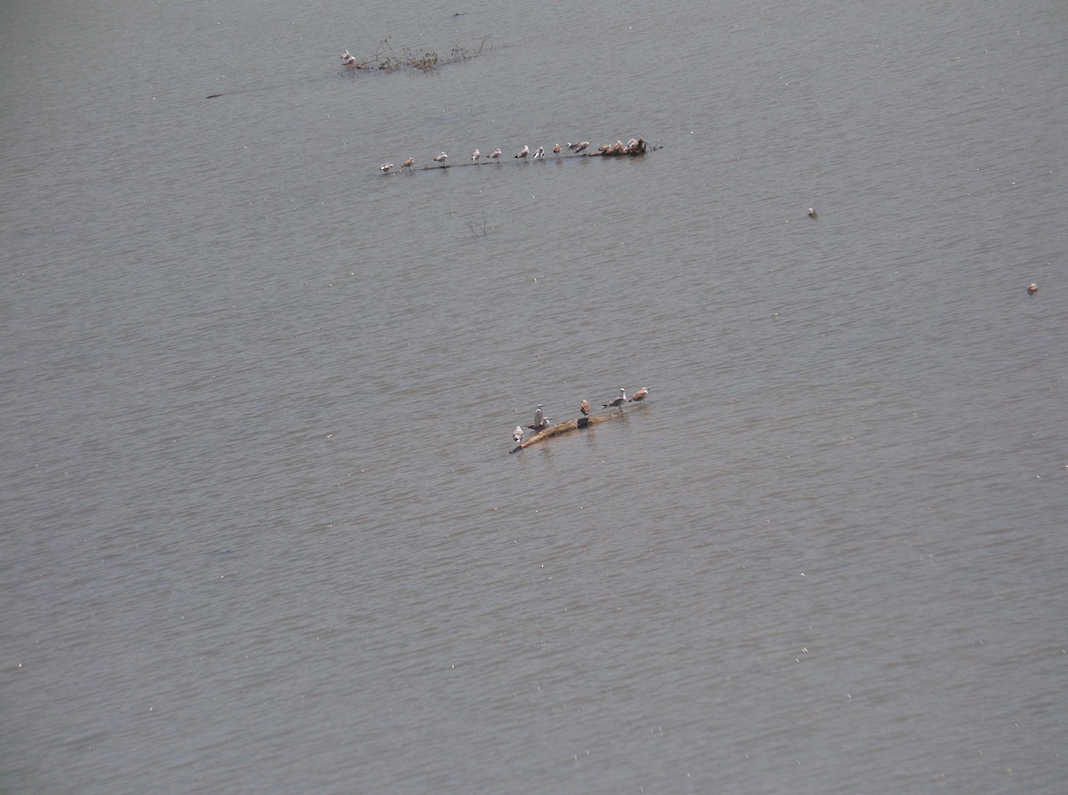 Great Egret - ML506157521