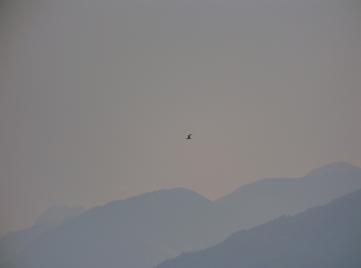 Yellow-legged Gull - ML506157601