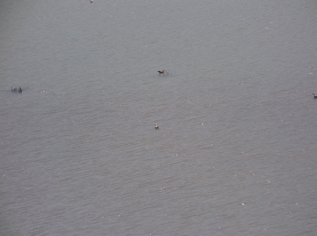 Yellow-legged Gull - ML506157611