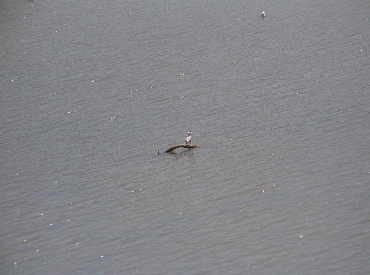 Yellow-legged Gull - ML506157621