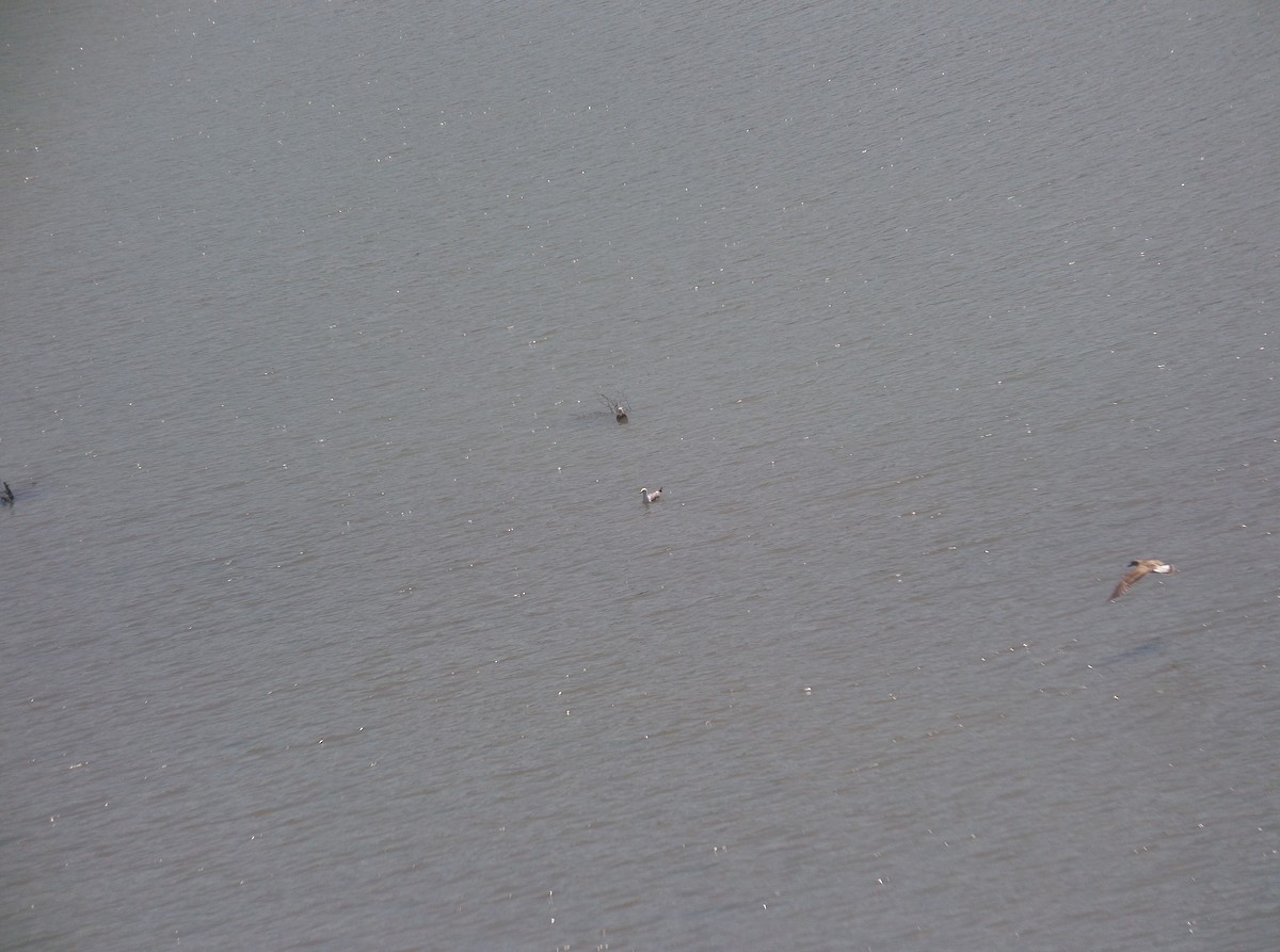 Yellow-legged Gull - ML506157631