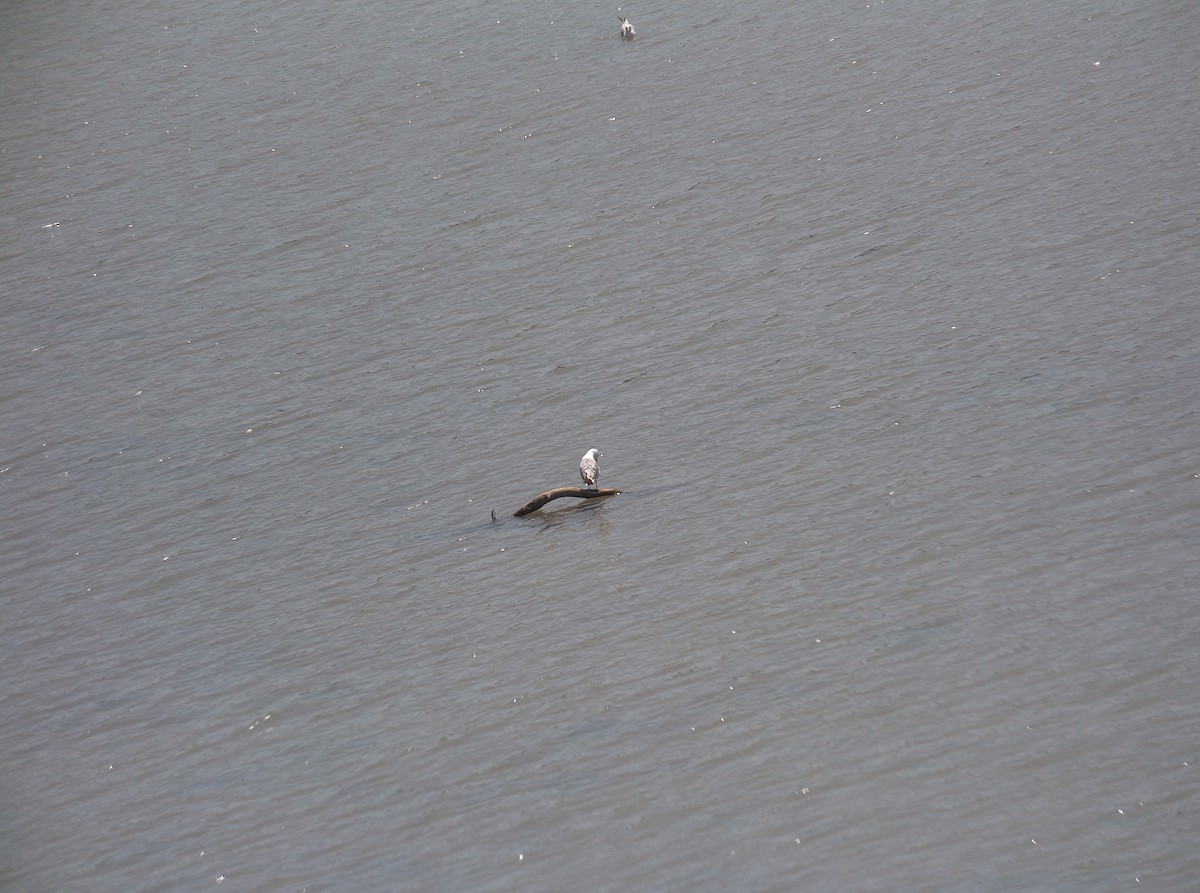 Yellow-legged Gull - ML506157641