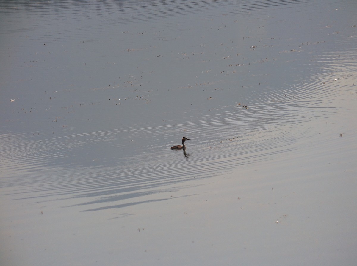 Great Crested Grebe - ML506157761