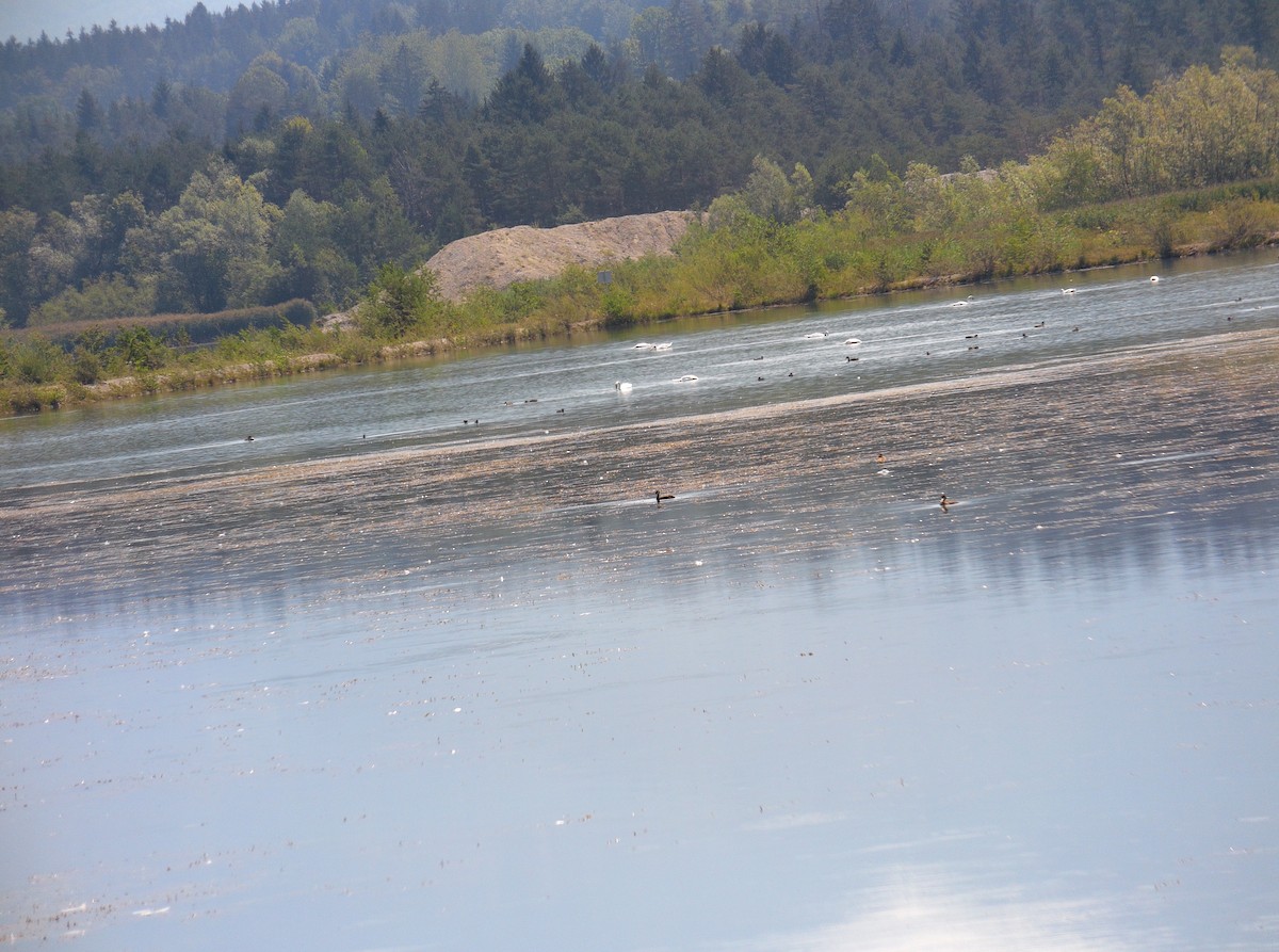 Great Crested Grebe - ML506157771