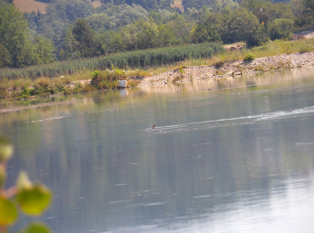 Great Crested Grebe - ML506157781