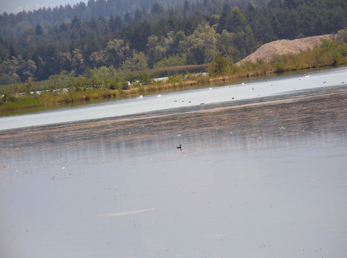 Great Crested Grebe - ML506157791