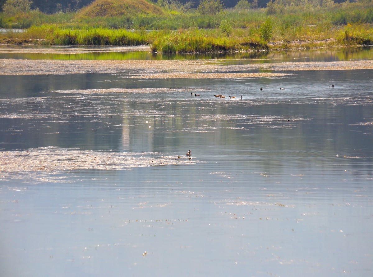 Great Crested Grebe - ML506157811