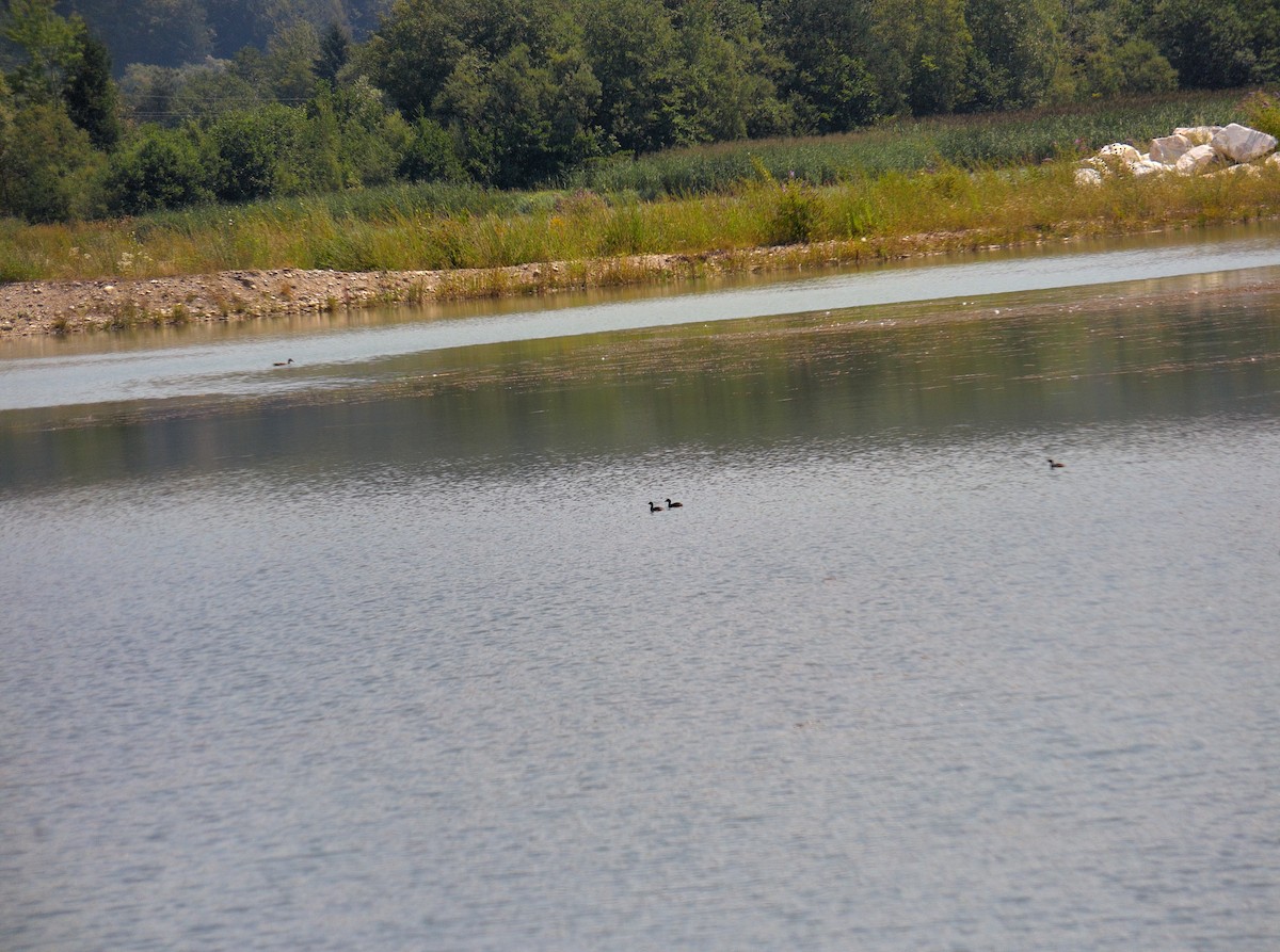 Little Grebe - ML506157871