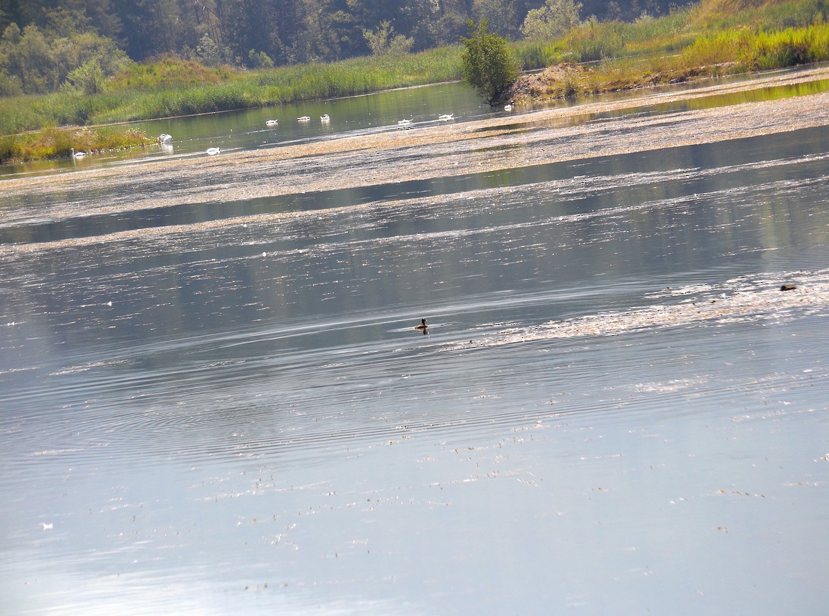 Tufted Duck - ML506157881