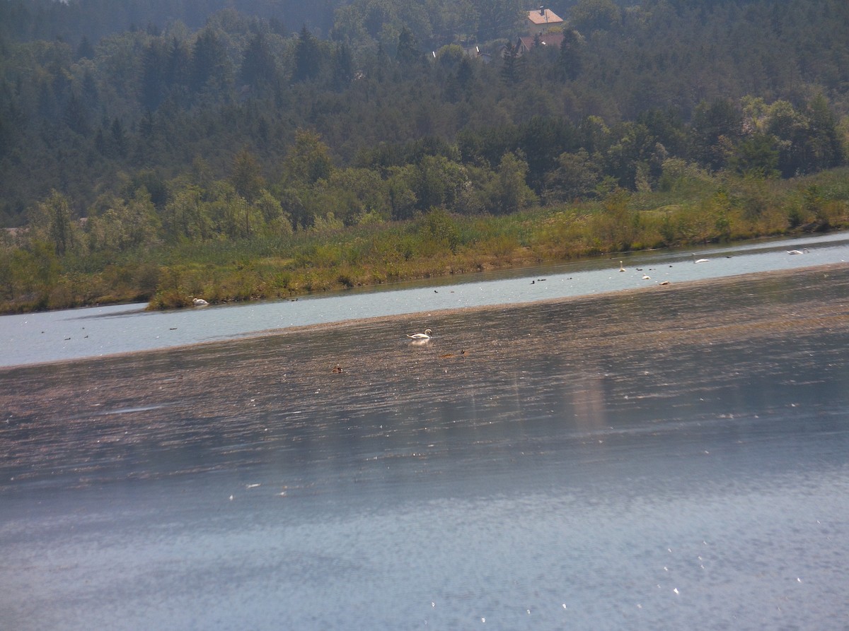 Mute Swan - ML506157981