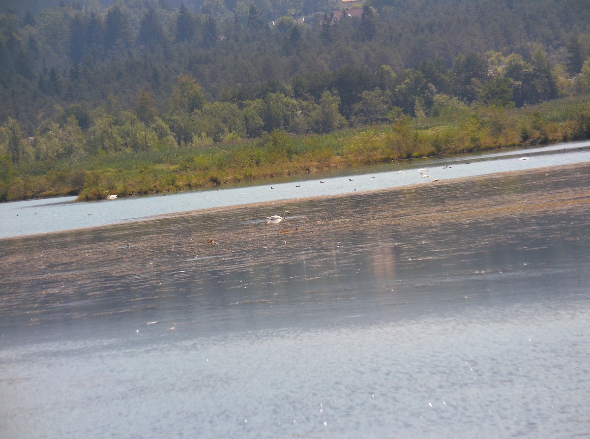 Mute Swan - ML506157991