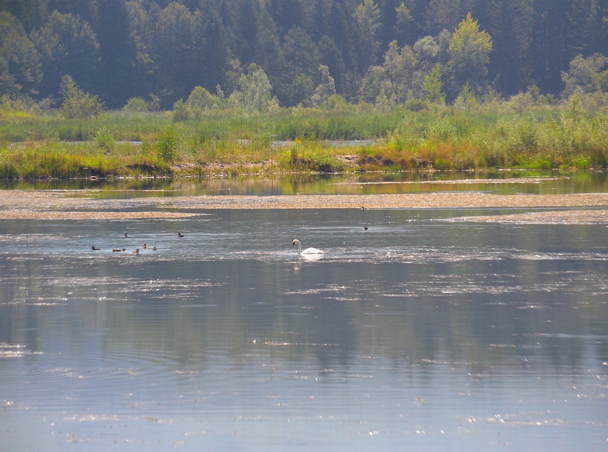 Mute Swan - ML506158011