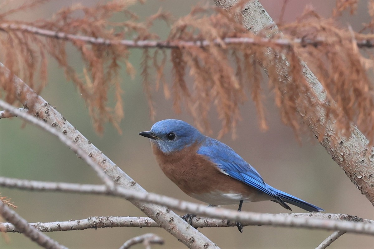 Eastern Bluebird - ML506158401
