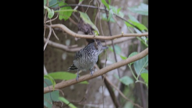 Barred Antshrike - ML506158761