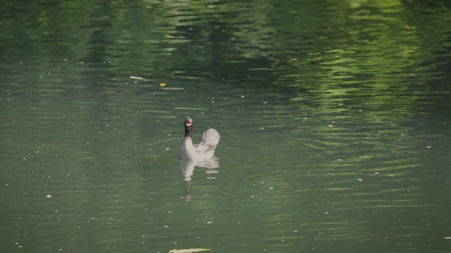 Brazilian Merganser - ML506159781