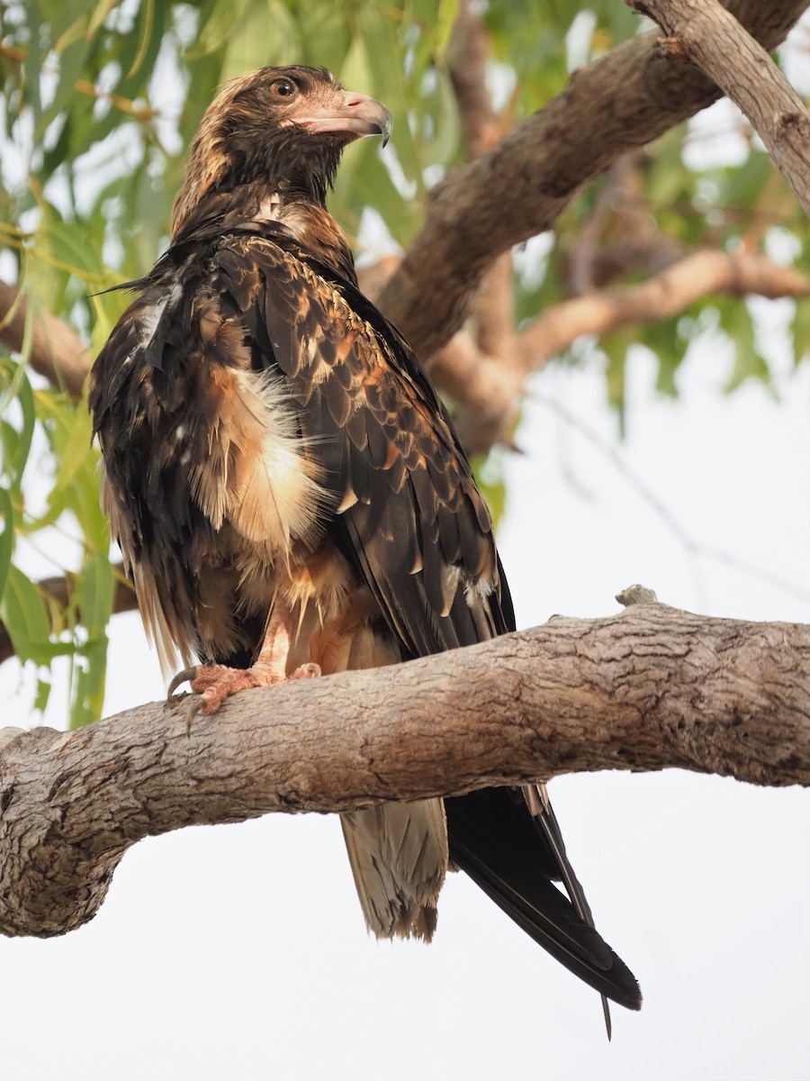 Black-breasted Kite - ML506160161