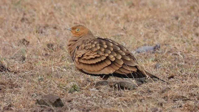 Chestnut-bellied Sandgrouse - ML506161541