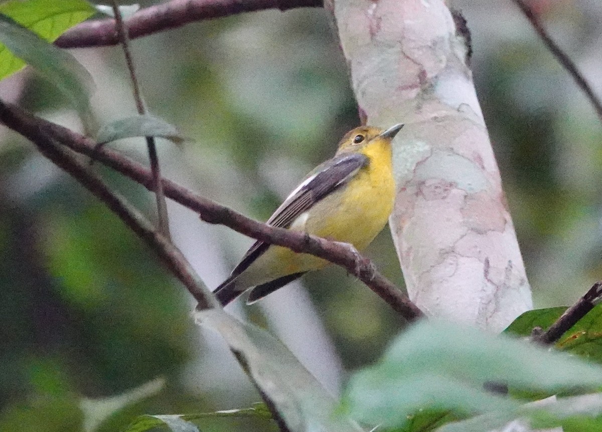 Green-backed Flycatcher - ML506161721