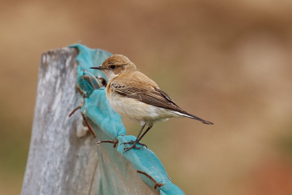 Western Black-eared Wheatear - ML50616241